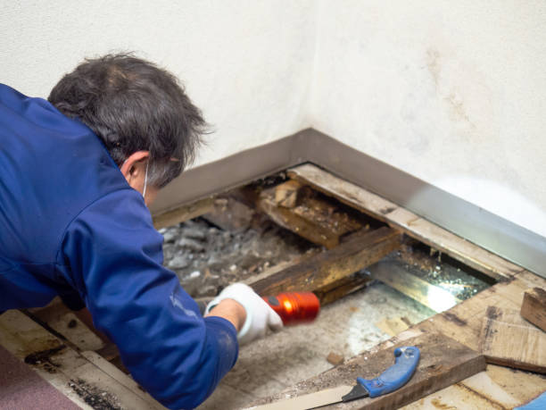 Best Toxic Mold Removal  in Wilmington, DE