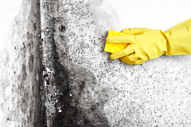 Professional Mold Removal in Wilmington, DE