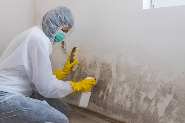 Best Residential Mold Removal  in Wilmington, DE
